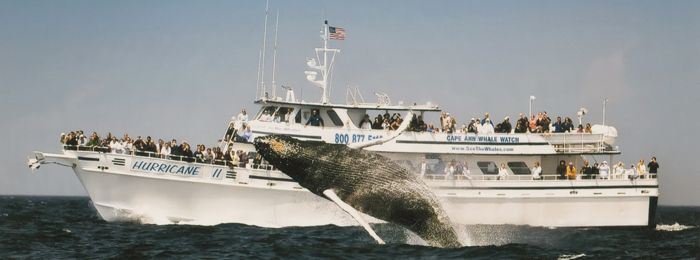 Humpback Whale Gloucester MA